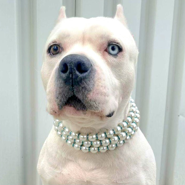 Pearl dog collar best sale